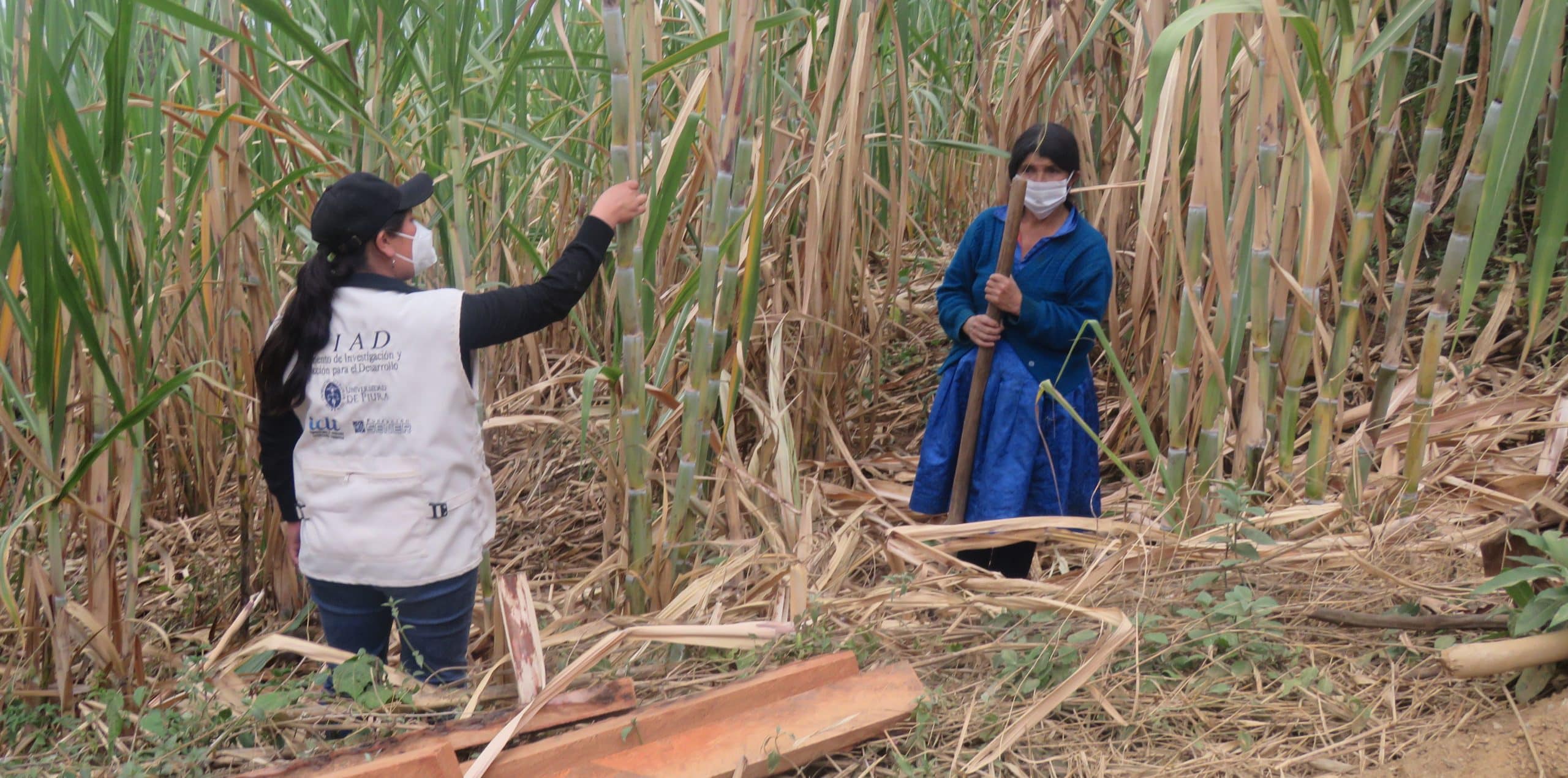Sener Foundation volunteers complete engineering study to improve the production process for whole cane sugar in Peru